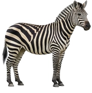 zebra isolated on white background.jpg